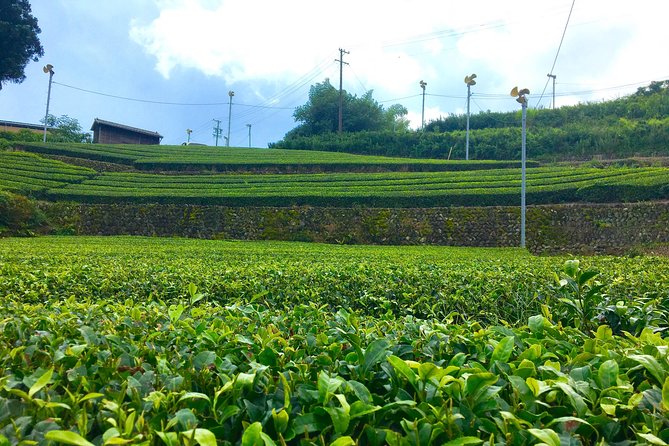 Authentic Japanese Tea Tasting at a Tea Plantation in Shimada - Overview of the Tea Tasting Tour