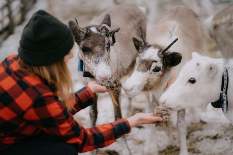 Authentic Reindeer Experience, Ice Fish & Lunch in the Wild - The Sum Up: Who Will Love This Tour?