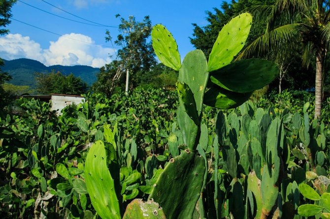 Authentic Rural Mexican Experience Adventure - Venture Into Huatulcos Mexican Villages
