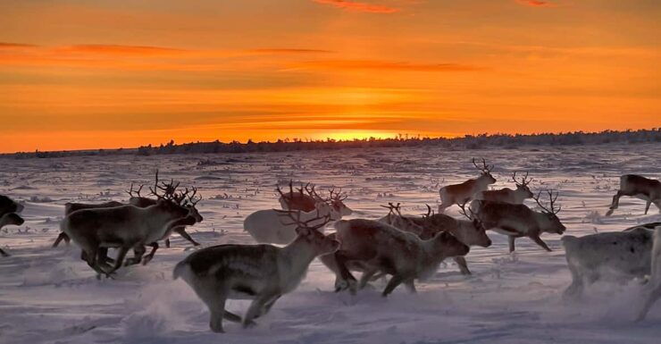 Authentic Sami Reindeer Herding Adventure in Arctic Norway - Good To Know