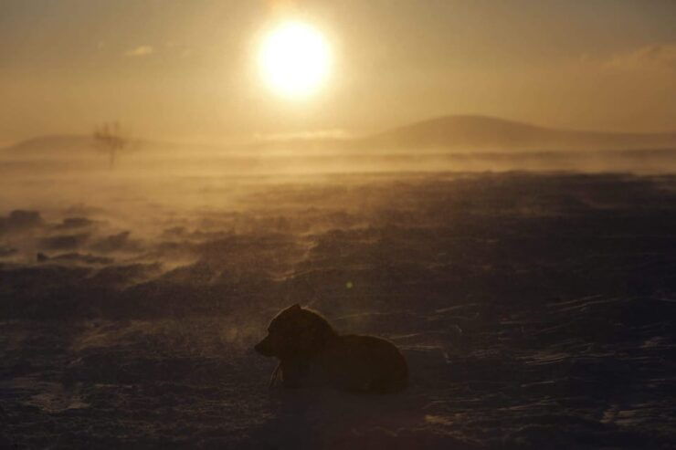 Authentic Sami Reindeer Herding Adventure in Arctic Norway - Pricing