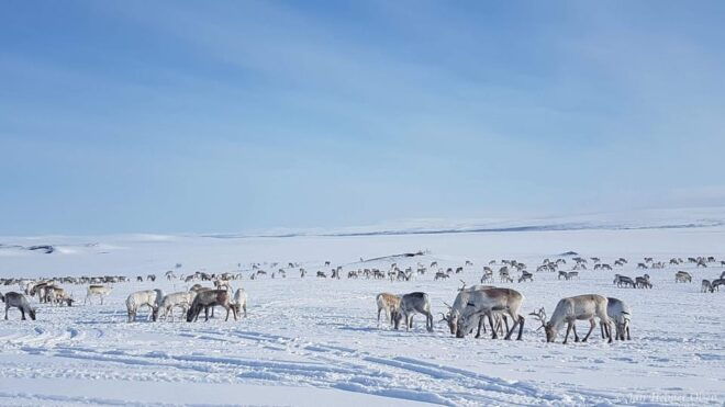 Authentic Sami Reindeer Herding Adventure in Arctic Norway - Daily Activities