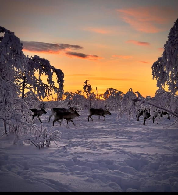 Authentic Sami Reindeer Herding Adventure in Arctic Norway - Main Highlights