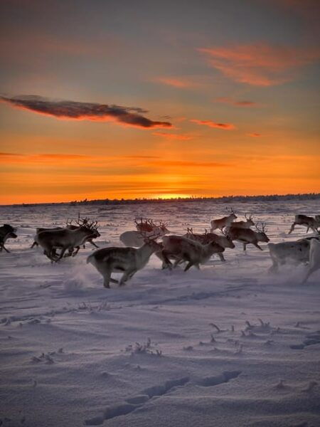 Authentic Sami Reindeer Herding Adventure in Arctic Norway - Frequently Asked Questions