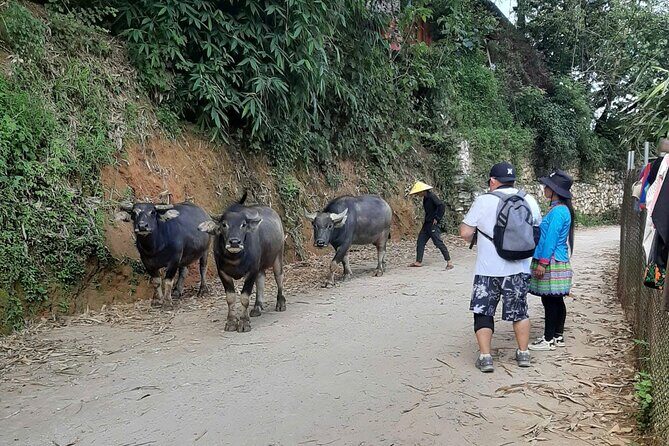 Authentic Sapa Trek 2 Days 1 Night  Local Experience with Mango - Practical Details and Tips
