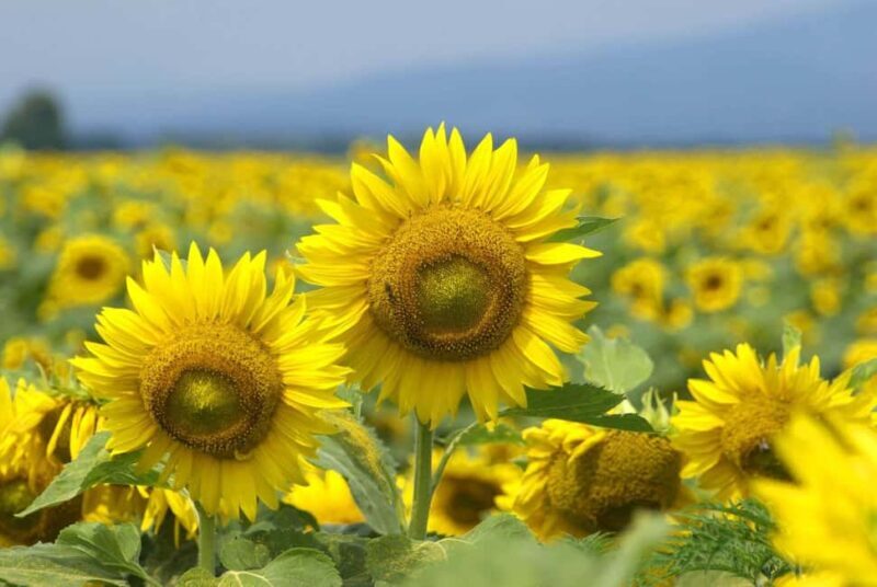 Authentic Slovenia: A Mystery Travel Day Tour - FAQ