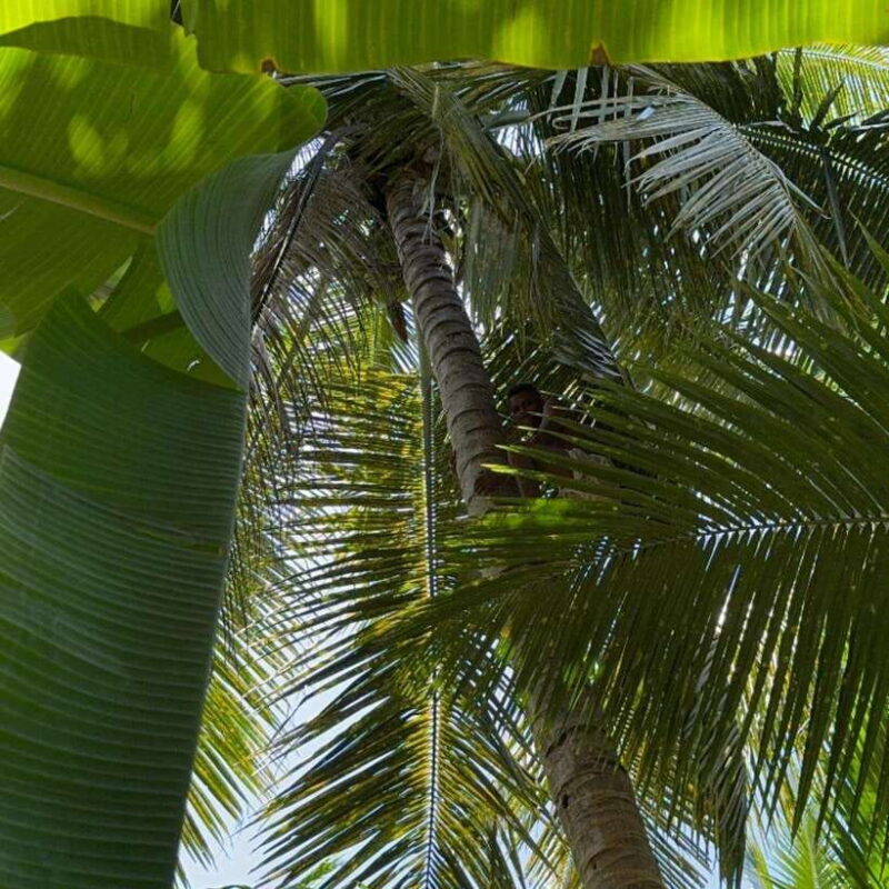 Authentic Sri Lankan Village Experience with Local Family - Authenticity, Value, and Who Will Love It