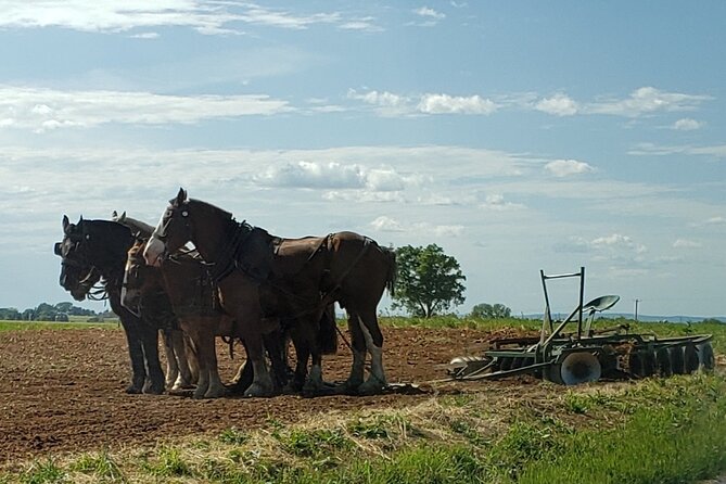 Authentic Tour & Meal With the Amish! - The Sum Up