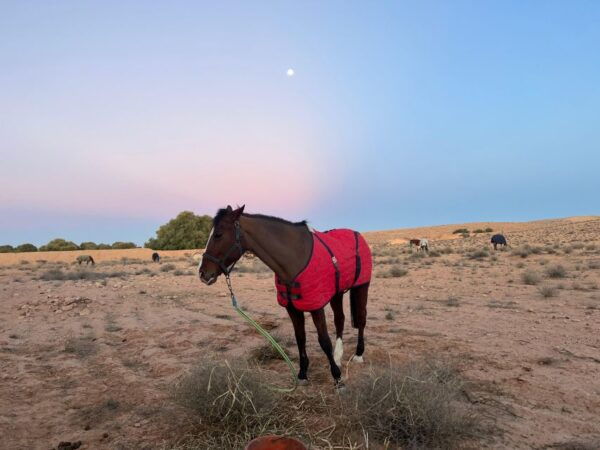 Authentic Tozeur on Horseback With Private Transfer - Common Questions