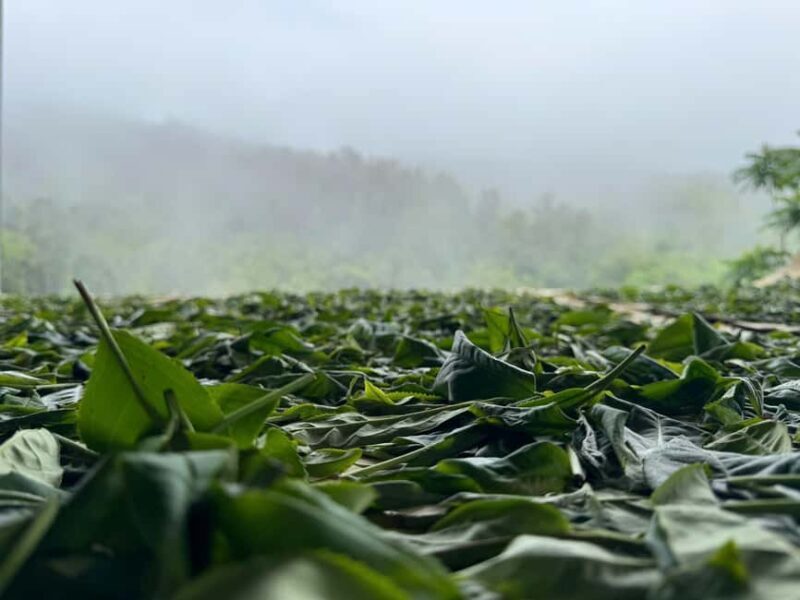 Authentic Vietnam Tea Tasting & Train Street With Lunch - Practical Tips and Considerations