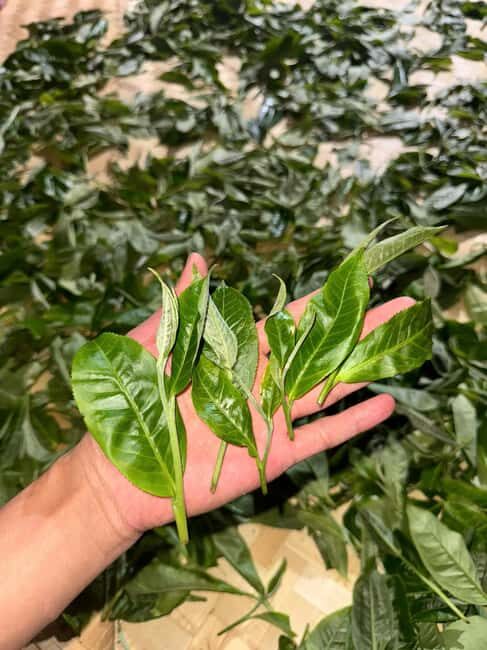 Authentic Vietnam Tea Tasting & Train Street With Lunch - Final Thoughts