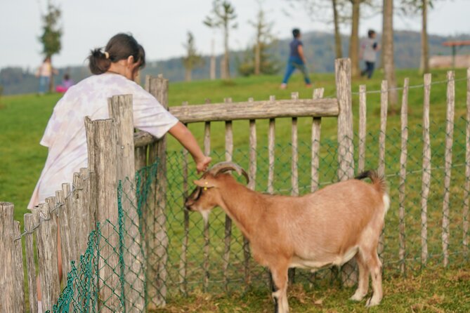 Autumn Adventure of Hidden Gems in Zurich - Private Tour - Embarking on a Private Autumn Adventure