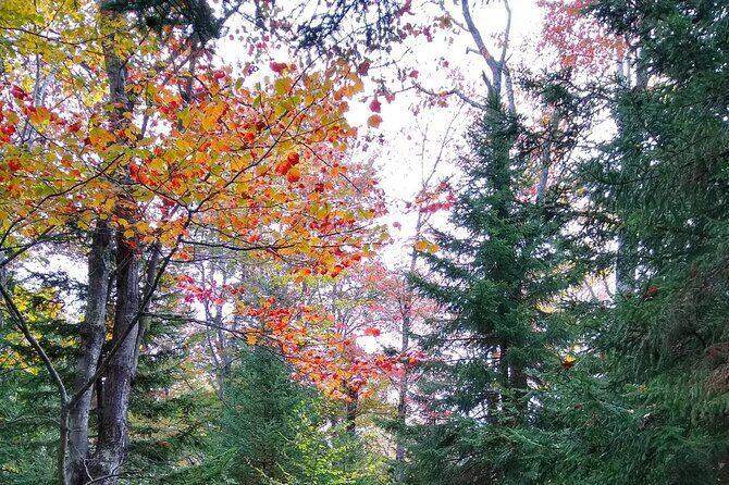 Autumn in Acadia National Park Private Leaf Peeper Driving Tour - An In-Depth Look at the Experience