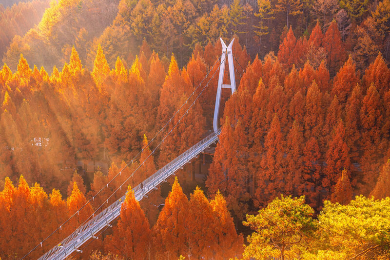 Autumn Jangtaesan Forest & Sungsimdang Bakery Day Tour from Seoul - Walking beneath Jangtaesan’s metasequoias