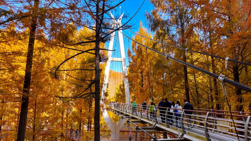 Autumn Jangtaesan Forest & Sungsimdang Bakery Day Tour from Seoul - Should you book this Jangtaesan day trip?