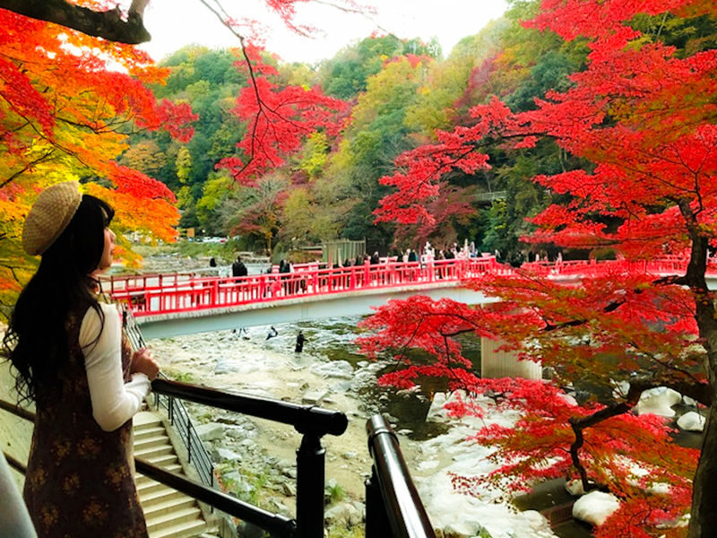 Autumn Leaves Meet Cherry Blossoms | Eihoji Temple & Shikizakura & Korankei Autumn Foliage Day Tour - Three stops, three different moods
