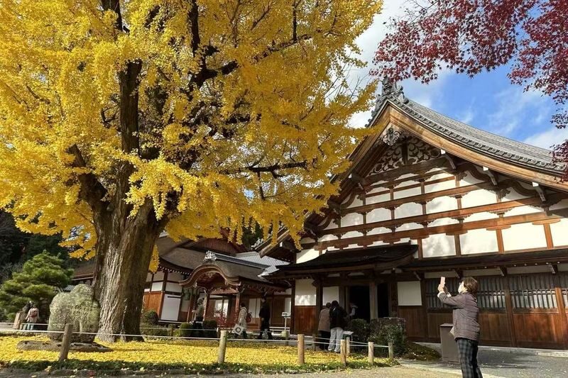 Autumn Leaves Meet Cherry Blossoms | Eihoji Temple & Shikizakura & Korankei Autumn Foliage Day Tour - Shikizakura: cherry blossoms in autumn