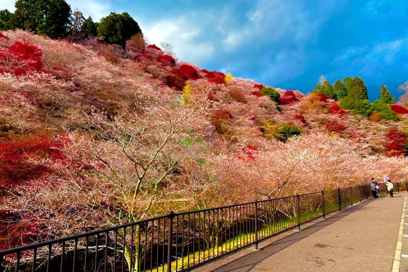 Autumn Leaves Meet Cherry Blossoms | Eihoji Temple & Shikizakura & Korankei Autumn Foliage Day Tour - The bus saves planning, not travel time