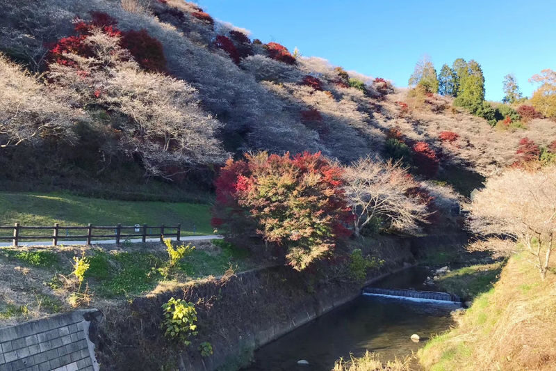 Autumn Leaves Meet Cherry Blossoms | Eihoji Temple & Shikizakura & Korankei Autumn Foliage Day Tour - Food, weather, and what to pack