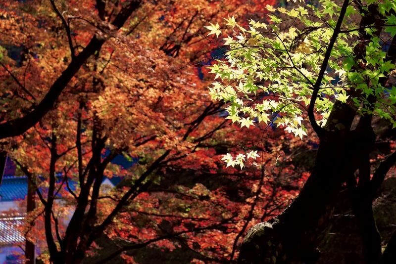 Autumn Leaves Meet Cherry Blossoms | Eihoji Temple & Shikizakura & Korankei Autumn Foliage Day Tour - Is $59.20 good value?