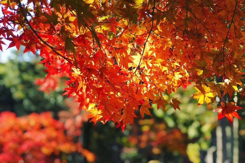 Autumn Leaves Meet Cherry Blossoms | Eihoji Temple & Shikizakura & Korankei Autumn Foliage Day Tour - Who should book this day tour?