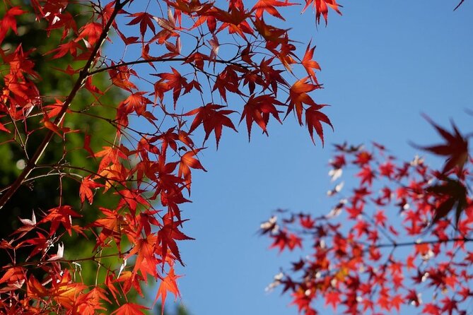 Autumn Leaves Private Tour in Nagoya - Tour Overview