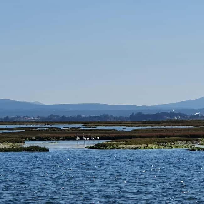Aveiro Boat Tour - The Sum Up