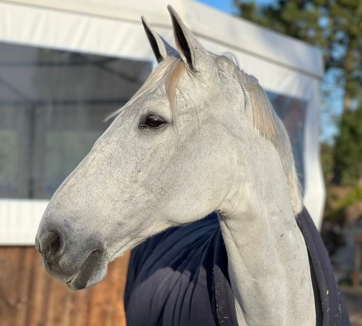 Aveiro: Horseback Riding at a Pedagogical Farm - Activity Overview