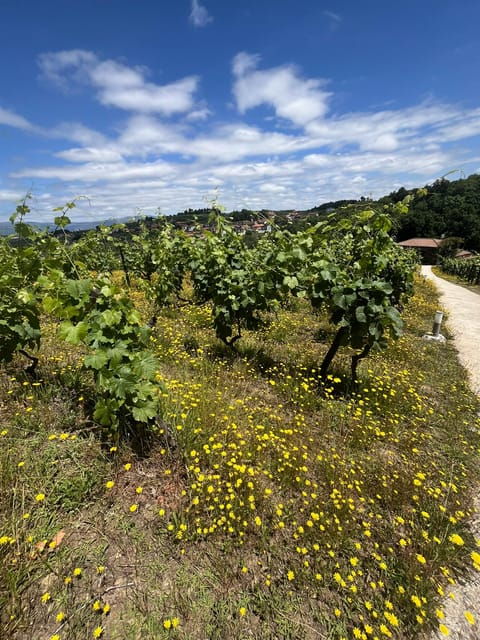 Aveiro: Private Wine Tour in Douro and Bairrada - Additional Inclusions