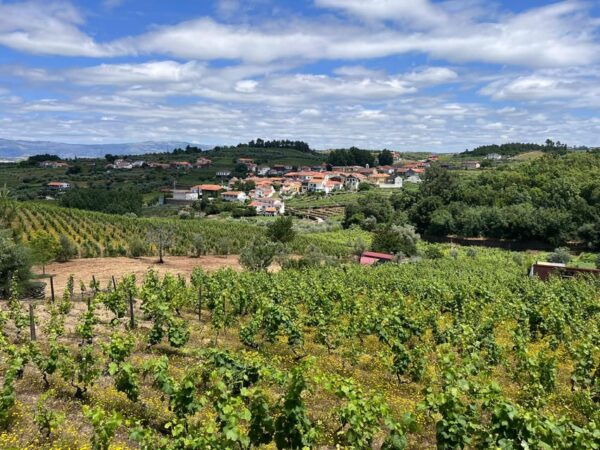 Aveiro: Private Wine Tour in Douro and Bairrada - Douro Valley Vineyard