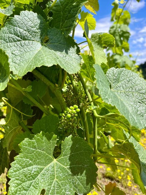 Aveiro: Private Wine Tour in Douro - Included Amenities