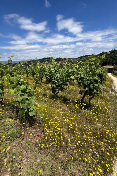 Aveiro: Private Wine Tour in Douro - Wine Tasting Offerings