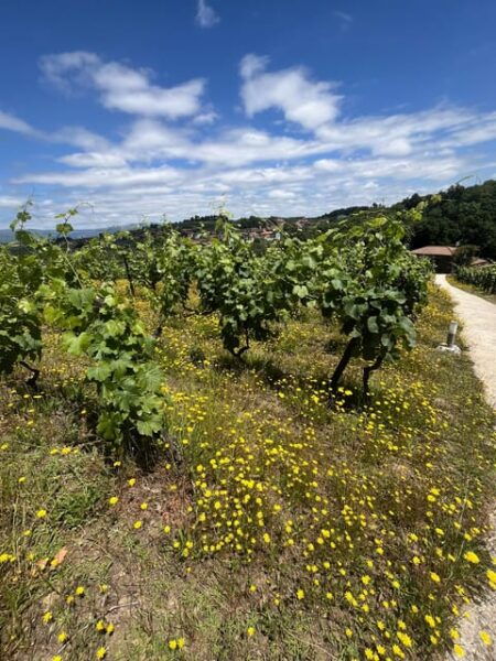 Aveiro: Private Wine Tour in Douro - Sightseeing and Lunch