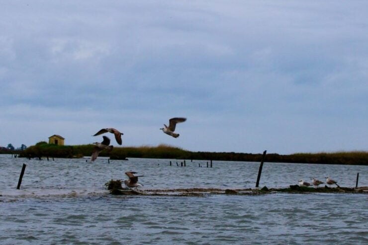 Aveiro: Typical Boat Tour With Tasting - 90 Min - Activity Details