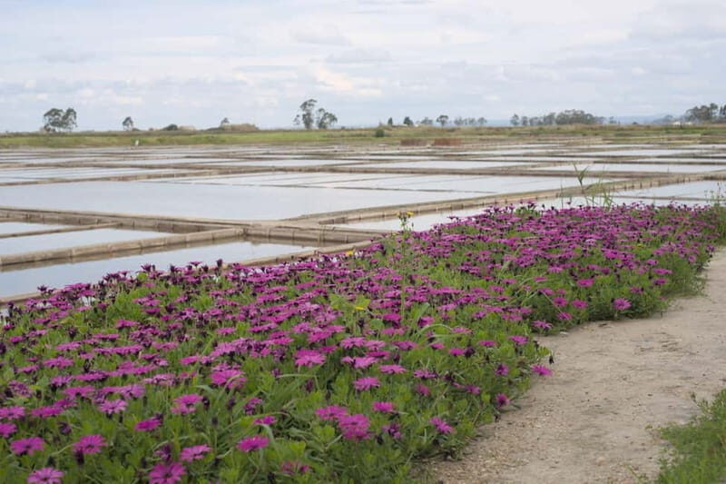 Aveiro: Walking Tour with Tastings - The Experience Provider: Secret Spots 5 Senses Experiences