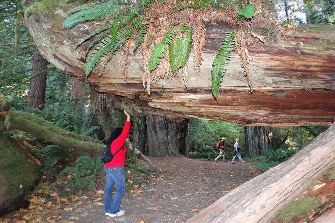 Avenue of the Giants Redwoods Private Day Tour From San Francisco - Pickup Information and Logistics