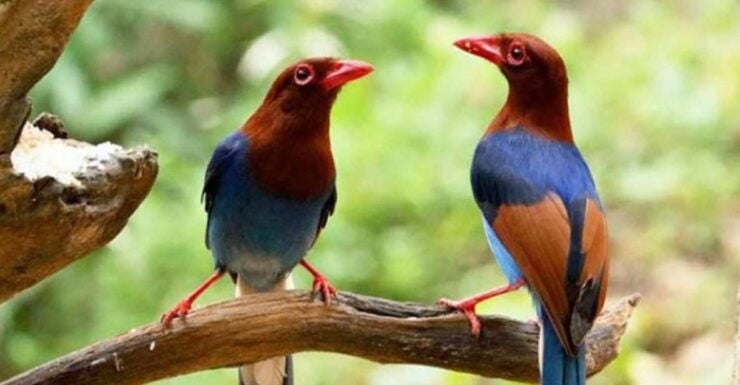 Avian Discovery and Cycling Adventure in Kitulgala - Full Description