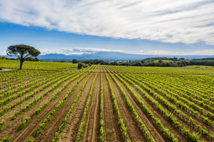 Avignon: Full Day Truffles and Chateauneuf-Du-Pape Wines - Important Information for Participants