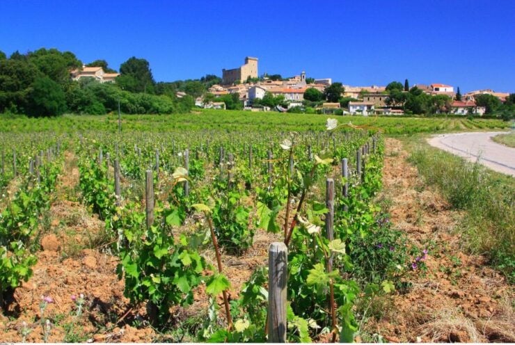 Avignon: Full-Day Wine Tour Around Châteauneuf-Du-Pape - Activity Details
