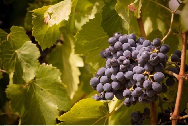 Avignon: Full-Day Wine Tour Around Châteauneuf-Du-Pape - Enjoy the Tastes of the Areas Wines