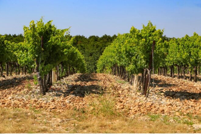 Avignon: Full-Day Wine Tour Around Châteauneuf-Du-Pape - Stop for a Delicious Lunch
