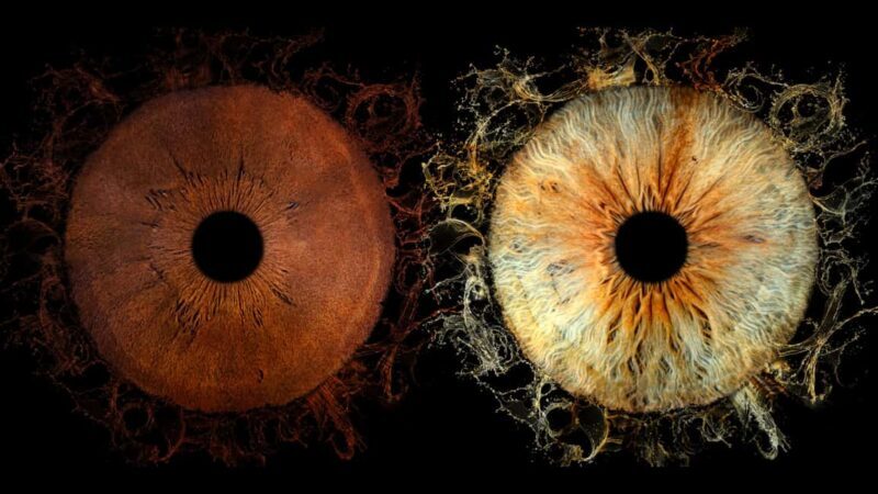 Avignon: Reveal the beauty of your iris with Iris Galerie - Good To Know