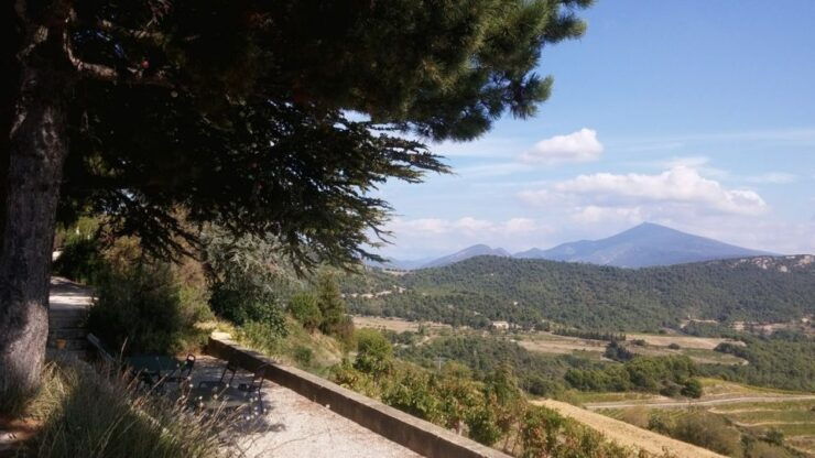 Avignon: Wine Tasting Tour - Vineyard-hopping in Avignon