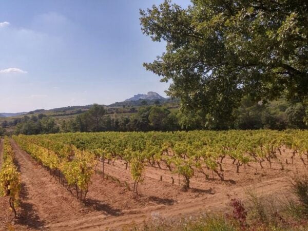 Avignon: Wine Tasting Tour - The Sum Up