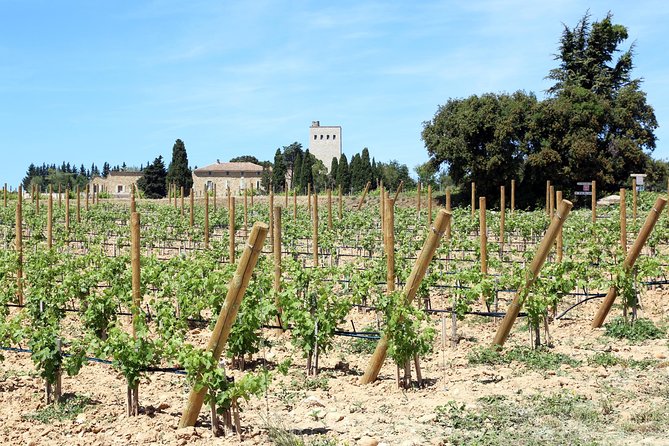 Avignon's History, Local Culture, and the Wines of Châteauneuf Du Pape Private Tour - The Ultimate Private Tour Experience