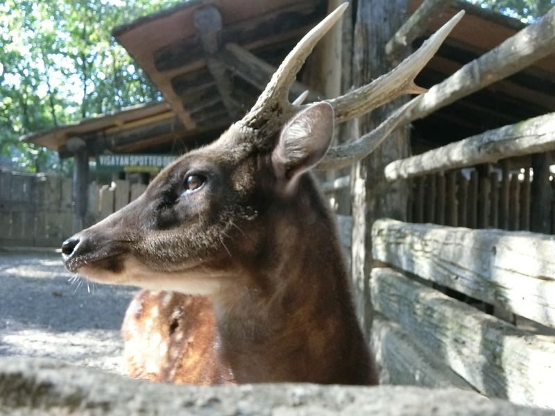 Avilon Zoo Ticket in Rizal - Feeding activities and Patio de Tortoga