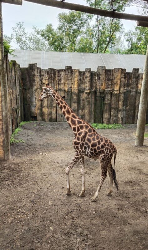 Avilon Zoo Ticket in Rizal - How much walking, and how to make it easier