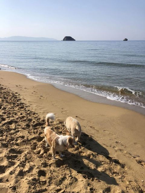 Avithos Beach Escape & Culinary Wine Experience - Indulge in a Gastronomic Feast