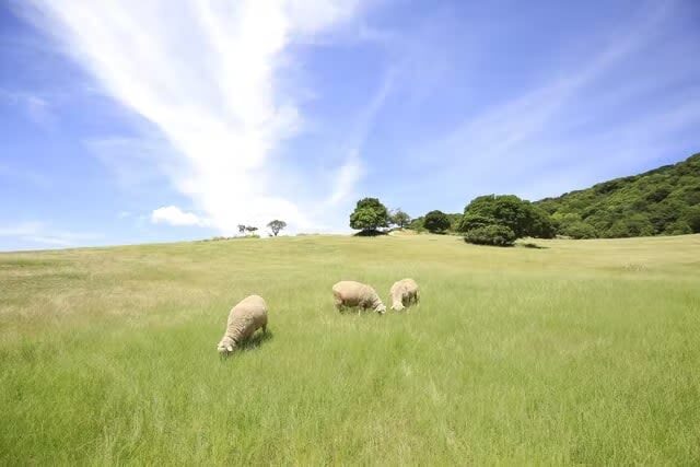 Awaji Farm Park England Hill Admission Ticket in Hyogo - Start with the koalas, then let the day unfold
