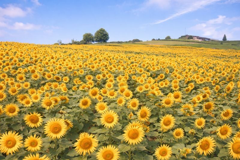 Awaji Island Flower Corridor & Ladybug Path & Happy Pancake & All-You-Can-Eat Fruit Day Trip (Departing from Osaka) - Flower fields above the Seto Inland Sea